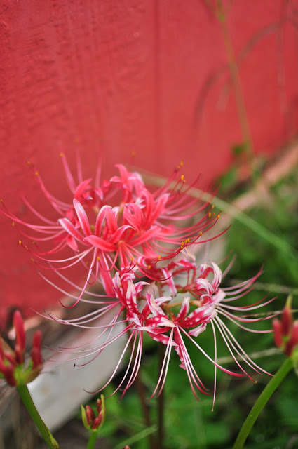 Spider Lilies growing at www.katiegetscreative.com 