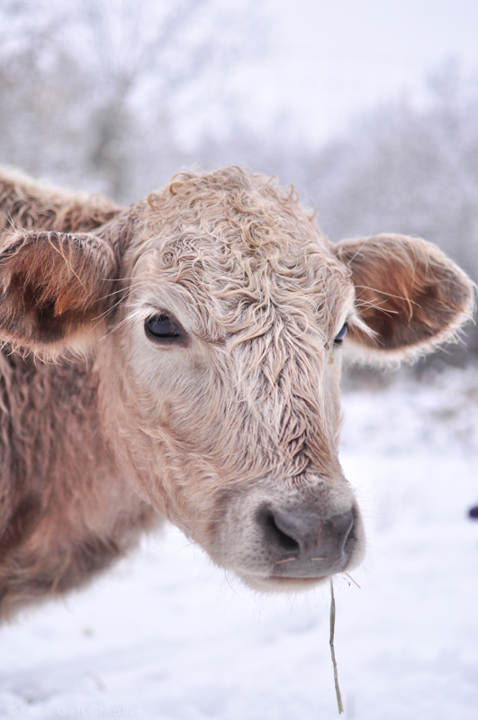 a cow in the snow