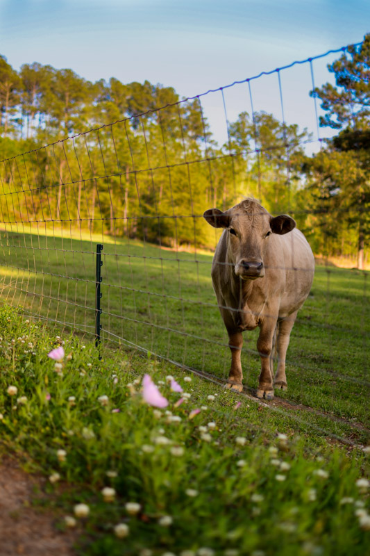 Part of life on a hobby farm is knowing where your meat comes from. 