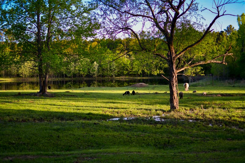 The pasture in the evening with cows, goats, and pigs grazing. 