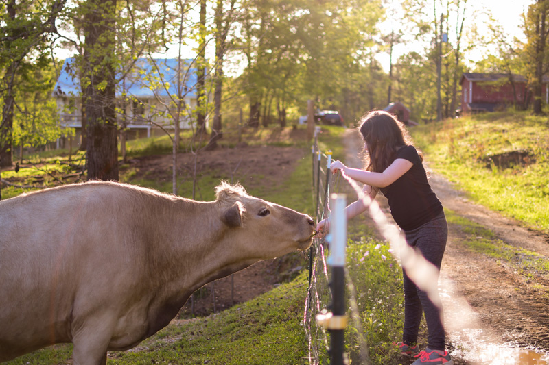 Life on a hobby farm: being friends with the cows. 