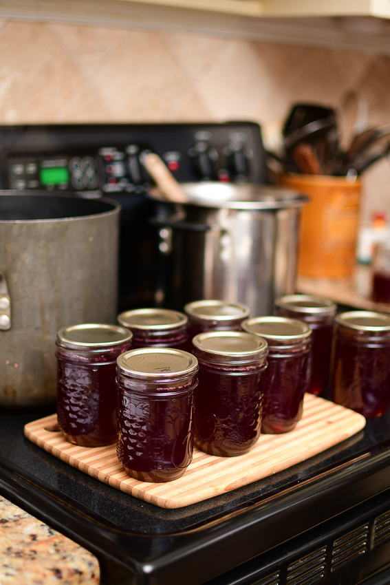 Jars of jelly with lids, waiting to go in the water bath canner. 