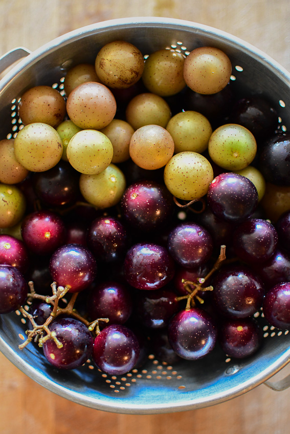 Golden scuppernongs and purple muscadines in a metal collander