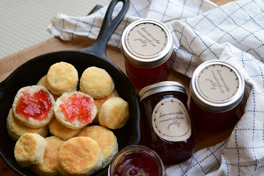 Homemade biscuits topped with muscadine jelly and jars of jelly